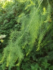 Asparagus