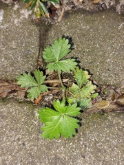 Potentilla intermedia
