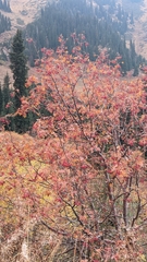 Sorbus tianschanica