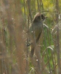 Acrocephalus australis