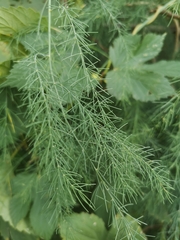 Asparagus
