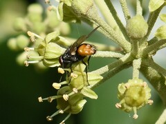 Musca autumnalis