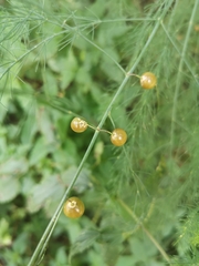 Asparagus