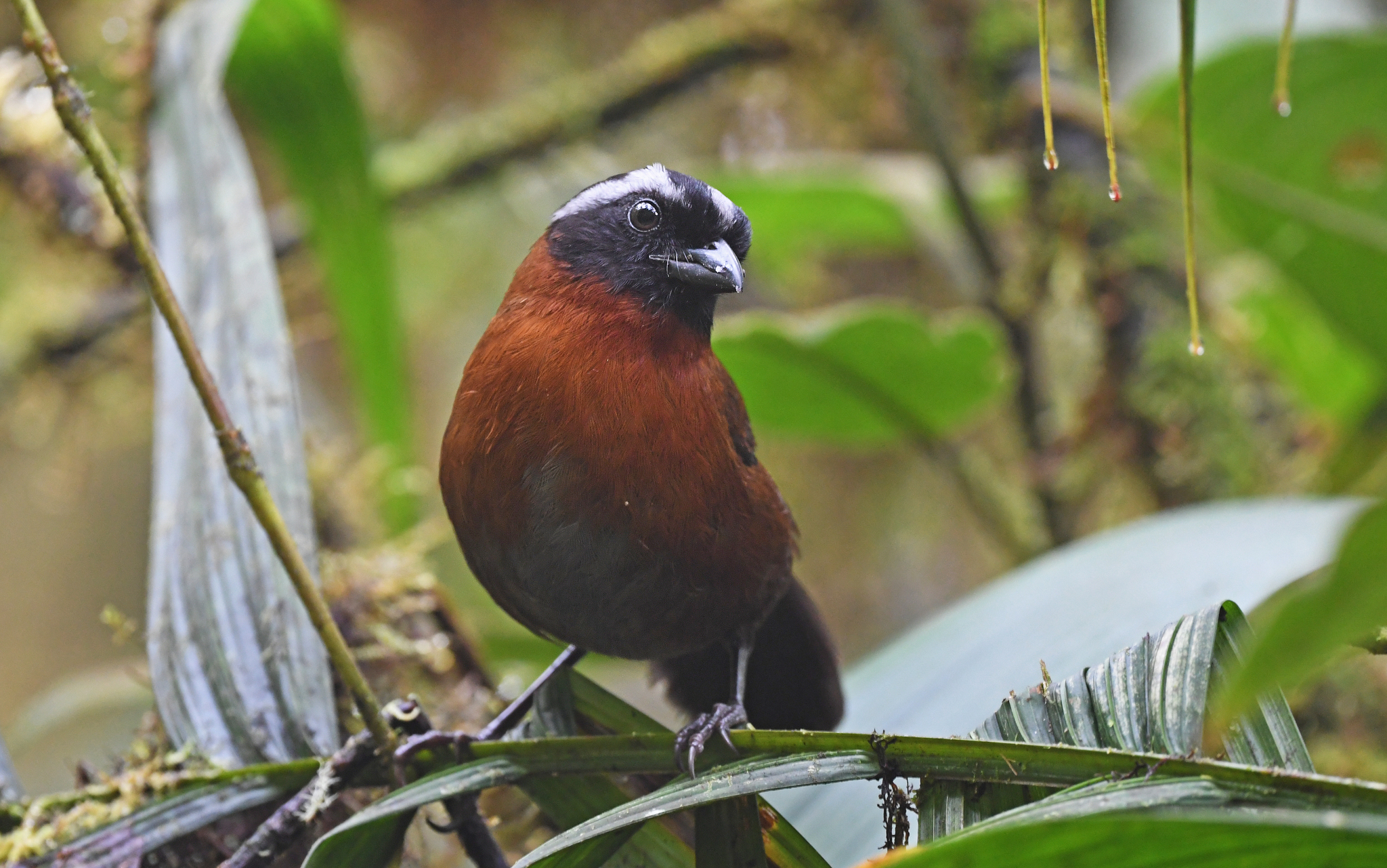 Tanager Finch illustration