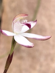Caladenia moschata