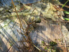 Utricularia macrorhiza
