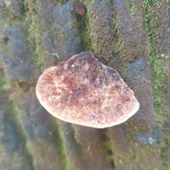Postia pelliculosa