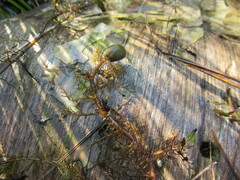 Utricularia macrorhiza