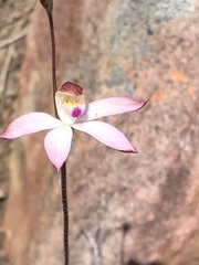 Caladenia moschata