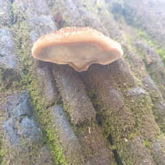 Postia pelliculosa