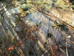 Utricularia macrorhiza