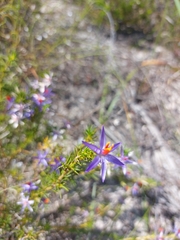 Calectasia narragara