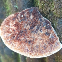 Postia pelliculosa