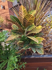 Codiaeum variegatum