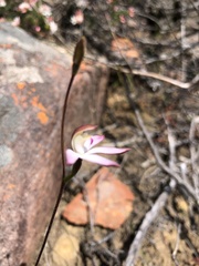 Caladenia moschata