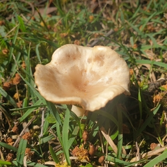 Singerocybe clitocyboides