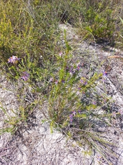 Calectasia narragara