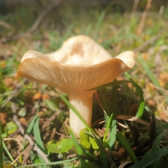 Singerocybe clitocyboides
