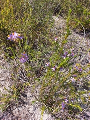 Calectasia narragara