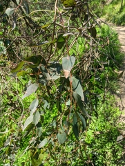 Eucalyptus melliodora
