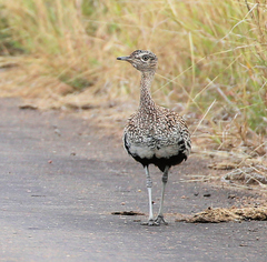 Eupodotis ruficrista