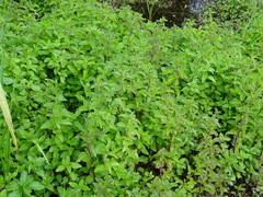 Mentha