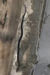 Naja sumatrana