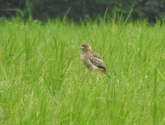 Burhinus indicus