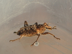 Coniocleonus riffensis