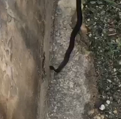 Naja sumatrana
