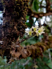 Dendrobium ovatum