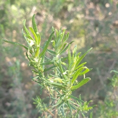 Cassinia aculeata