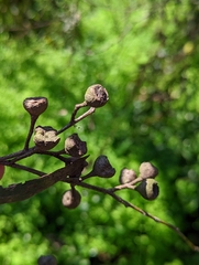 Eucalyptus melliodora