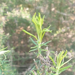 Cassinia aculeata