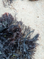 Furcellaria lumbricalis