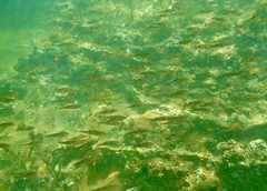 Sepioteuthis australis