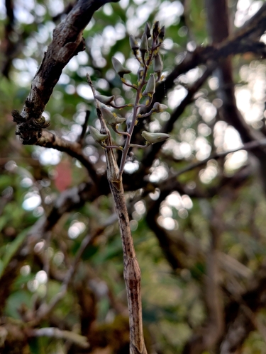 Image of Dendrobium ovatum by (c) Chayant Gonsalves, some rights reserved (CC BY)