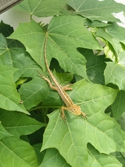Calotes versicolor