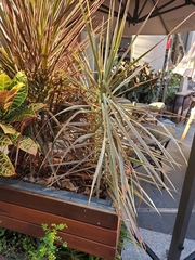Dracaena reflexa angustifolia