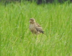 Burhinus indicus