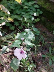 Althaea officinalis