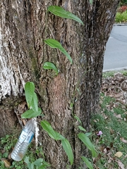 Passiflora pallida