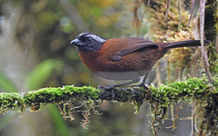 Oreothraupis arremonops