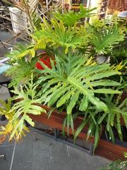 Thaumatophyllum bipinnatifidum