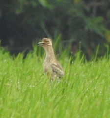 Burhinus indicus