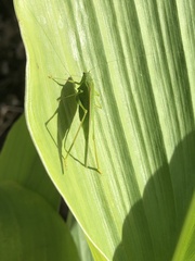 Phaneroptera falcata