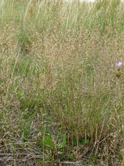 Agrostis capillaris
