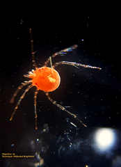 Hydrachnidia