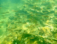 Sepioteuthis australis