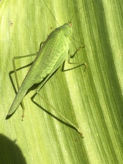 Phaneroptera falcata